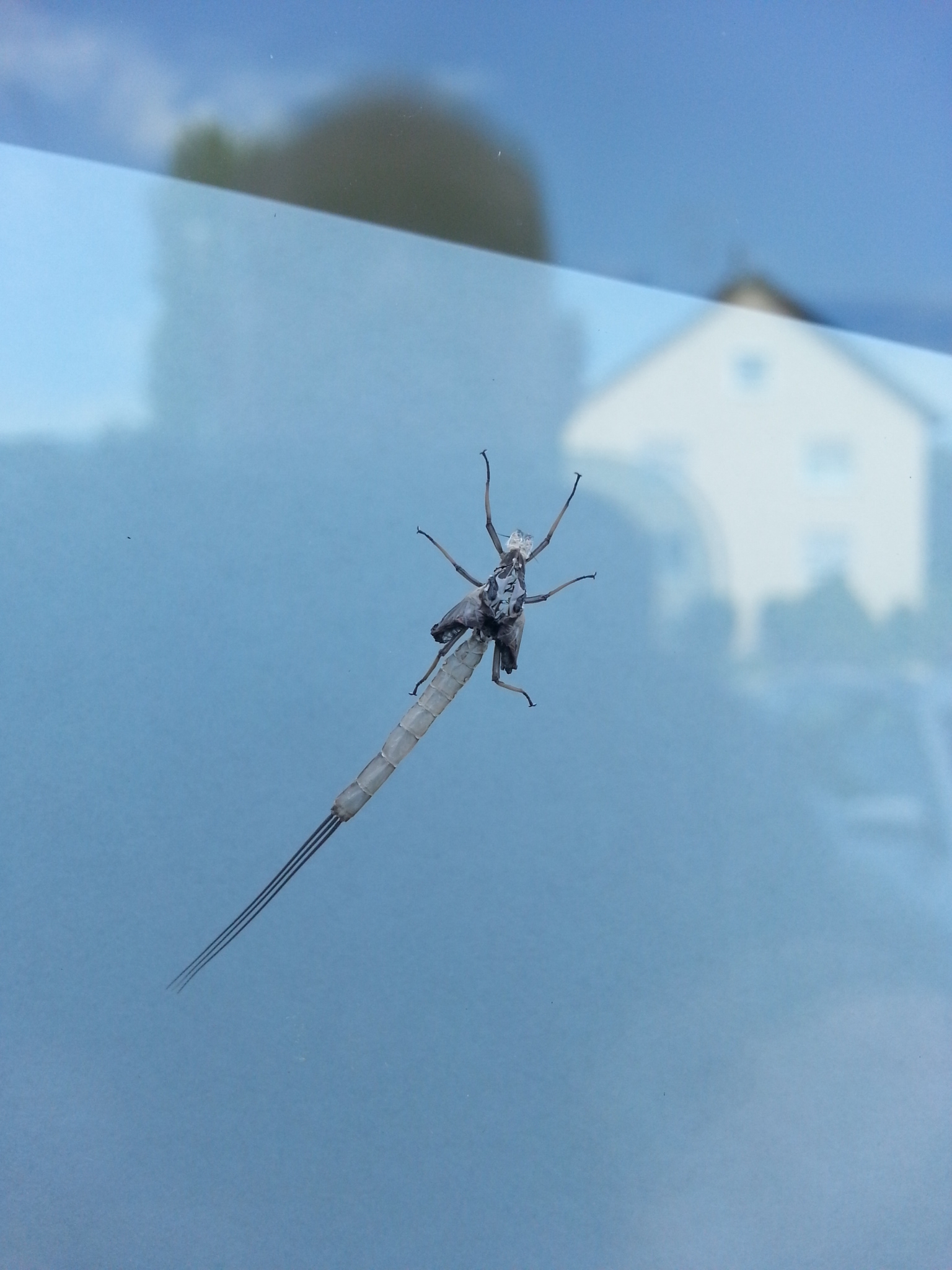 Wer kennt dieses Insekt - War über 4 H regungslos aussen am Fenster