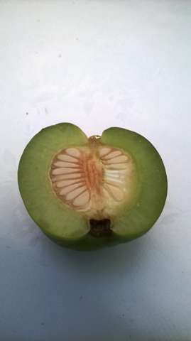 Wer Kennt Dieses Obst Frucht Pflanzen Garten Baum