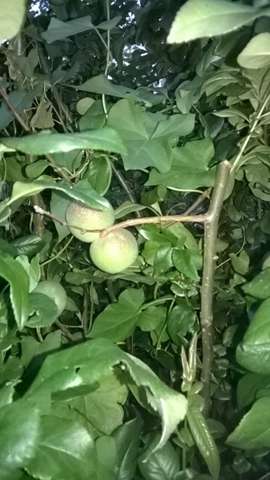 Wer Kennt Dieses Obst Frucht Pflanzen Garten Baum