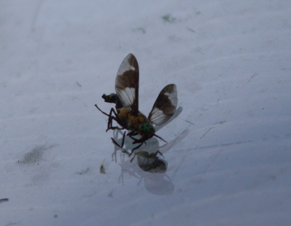 Wer Kennt Dieses Stechende Insekt Insekten Klein Stechen