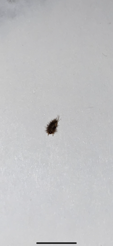 Wer Kennt Dieses Tierchen Im Bett Insekten Ungeziefer