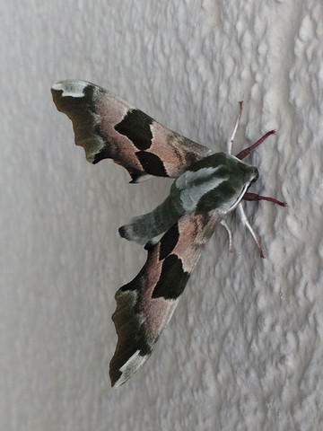 Insekt 1 - (Tiere, Garten, Insekten)