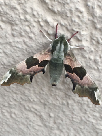 Insekt 2 - (Tiere, Garten, Insekten)