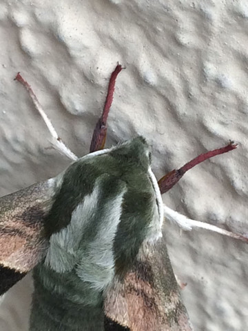 Insekt 3 - (Tiere, Garten, Insekten)