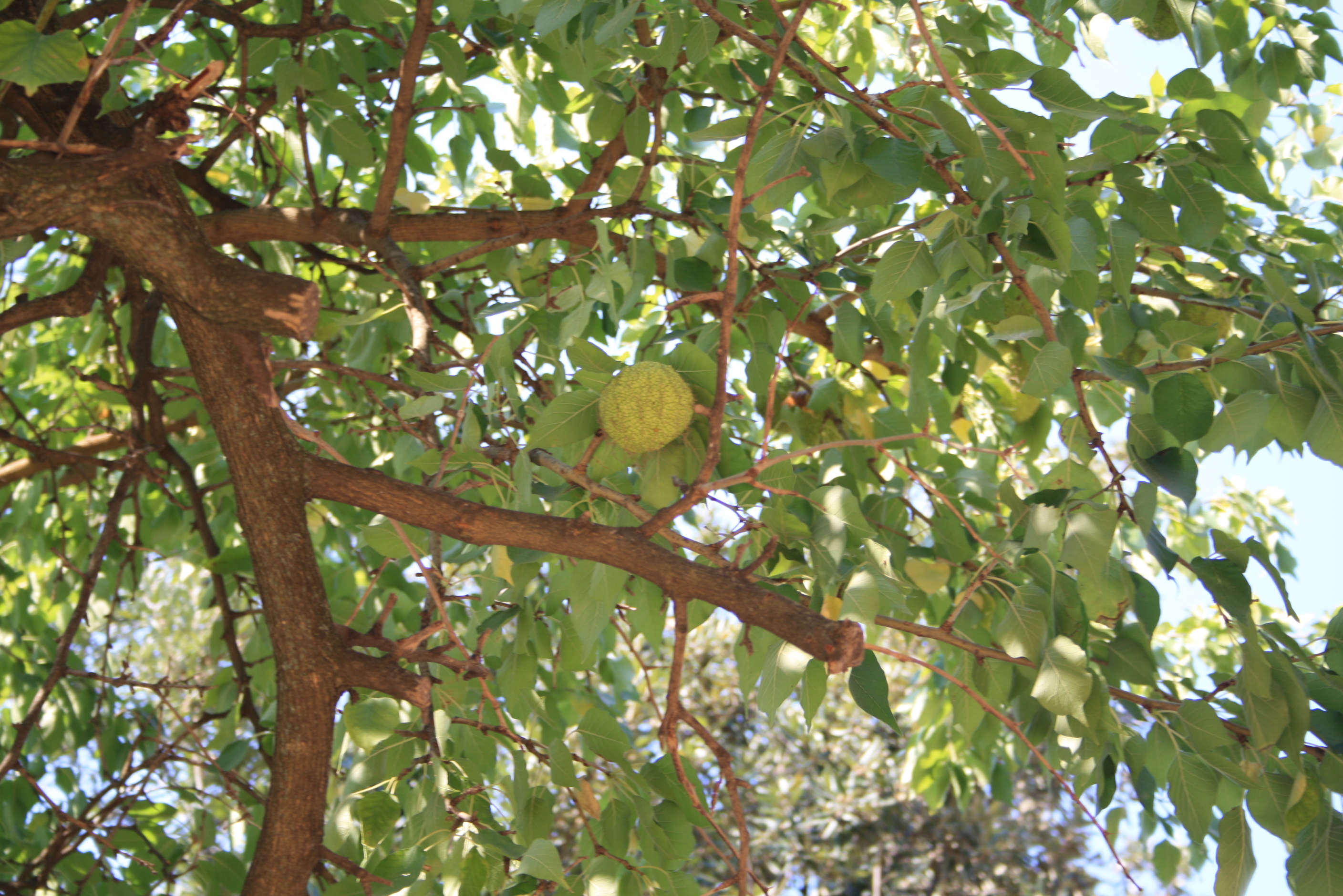 Wer kennt eine solche Frucht/ oder Baum? (Früchte)