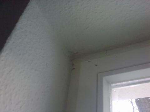 Wer Kennt Sich Mit Feuchten Und Mit Schimmel Befallenen Wohnungen