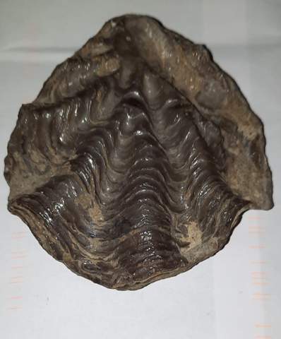 Wer kennt sich mit Fossilien, bzw. versteinerten Muscheln aus?