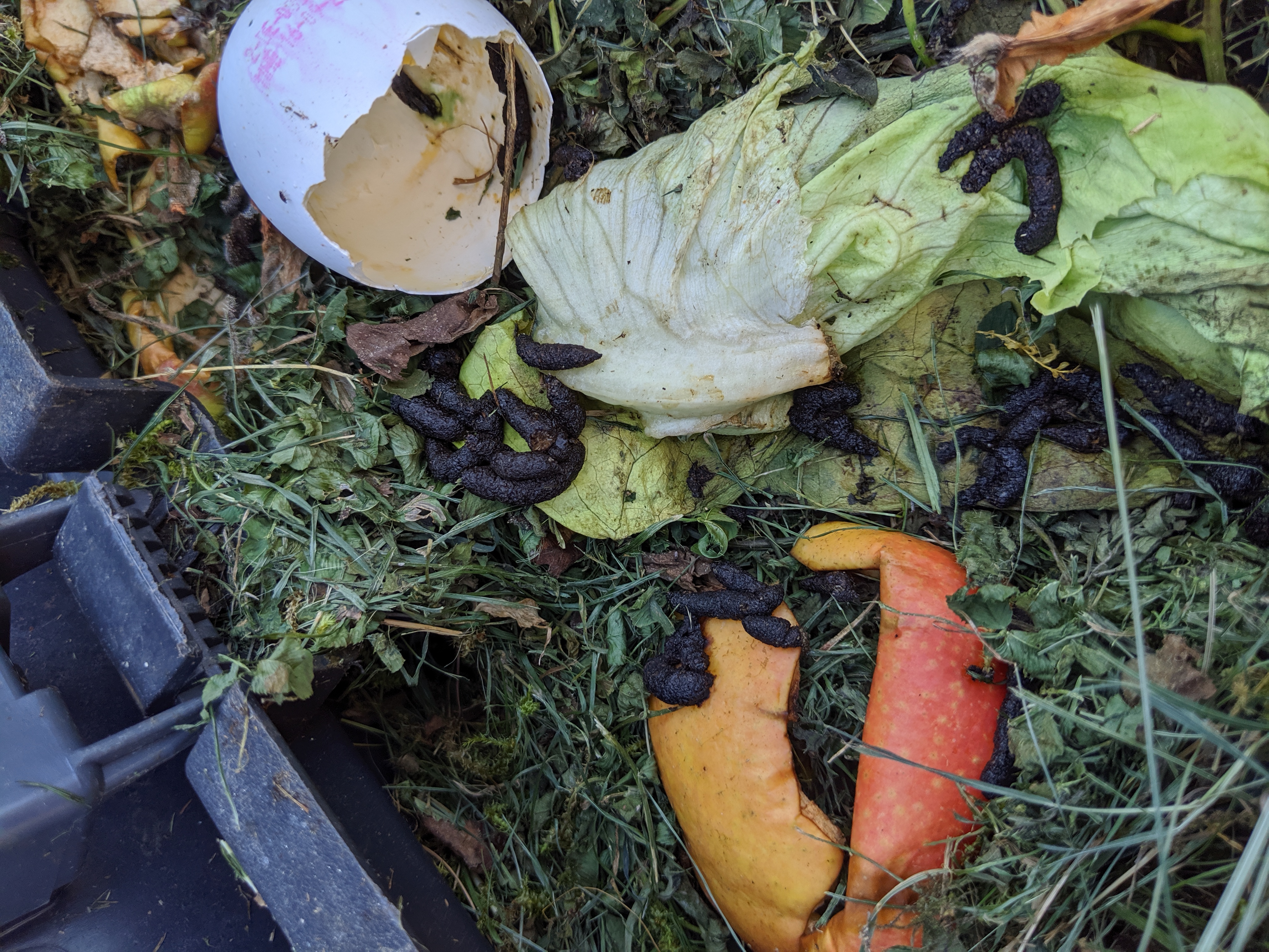 Wer Konnte Da Im Kompost Wohnen Garten Ratten Ungeziefer