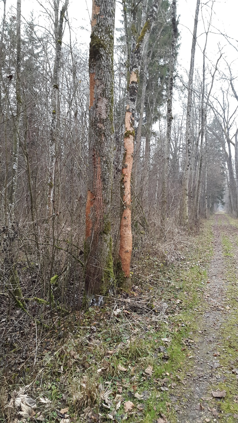 Macht Efeu Die Bäume Kaputt