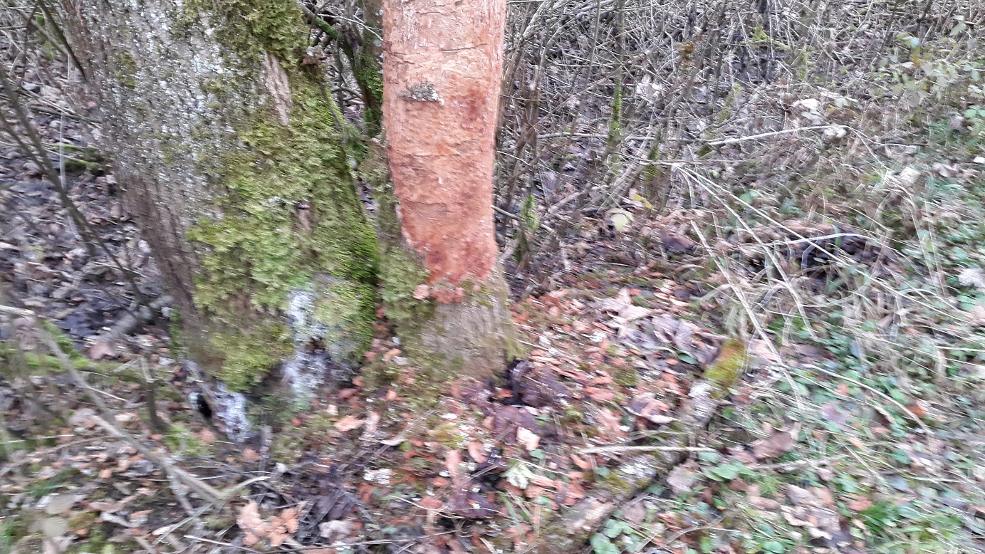 Macht Efeu Die Bäume Kaputt