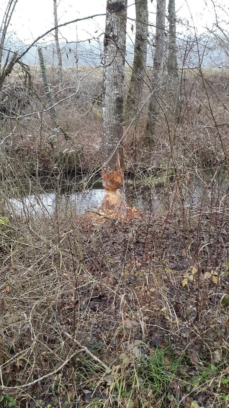 Macht Efeu Die Bäume Kaputt