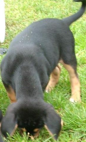 - (Hund, Rasse, Fell)