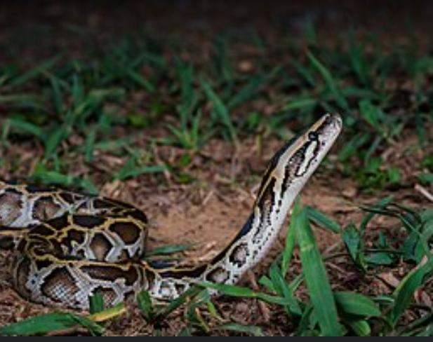 Wer von euch hat einen dunklen Tigerpython und wie ist es so, ein zu ...