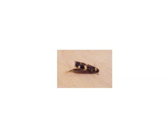 Was ist das? - (Insekten, Motten)
