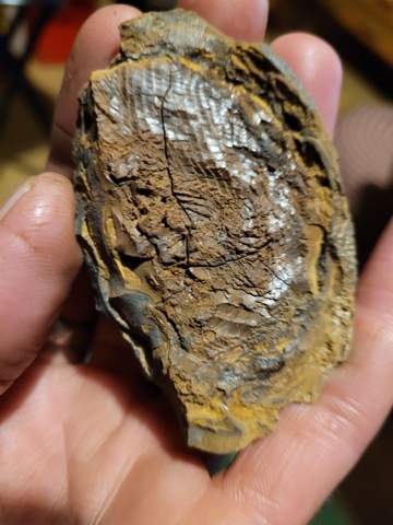 Wer weiß was das für ein fossil ist?