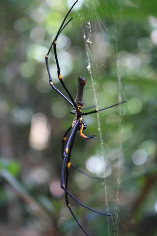 Bei Cairns - (Tiere, Spinnen, Australien)