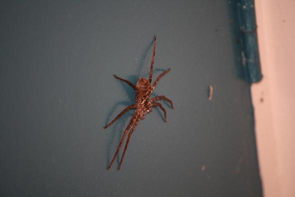 bei Brisbane - (Tiere, Spinnen, Australien)