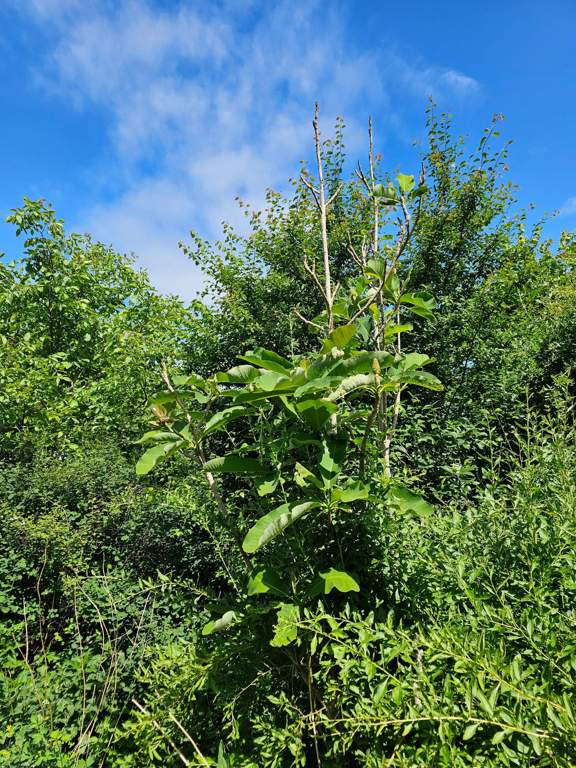 Wer weiß welche Pflanze oder welcher Baum das ist? Eventuell