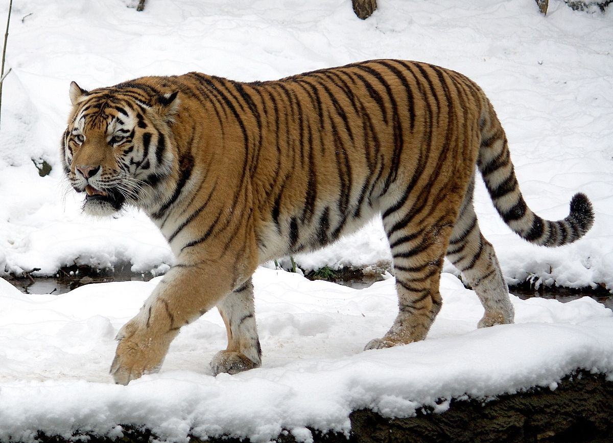 Wer Ist Stärker Löwe Oder Tiger