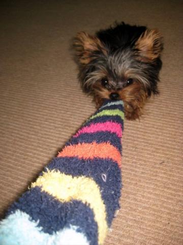 yorkshire terrier irgendwann grau