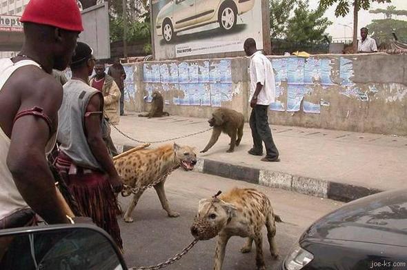 Hyänen als Wachhunde - (Menschen, Tiere, Pitbull)
