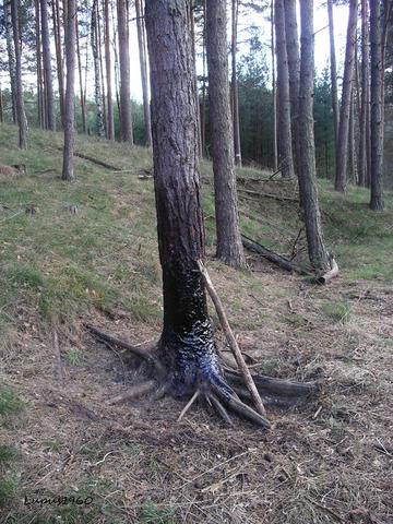 Pech Stoff Weshalb werden einzelne Bäume im Wald mit Pech oder einer teerartigen ...