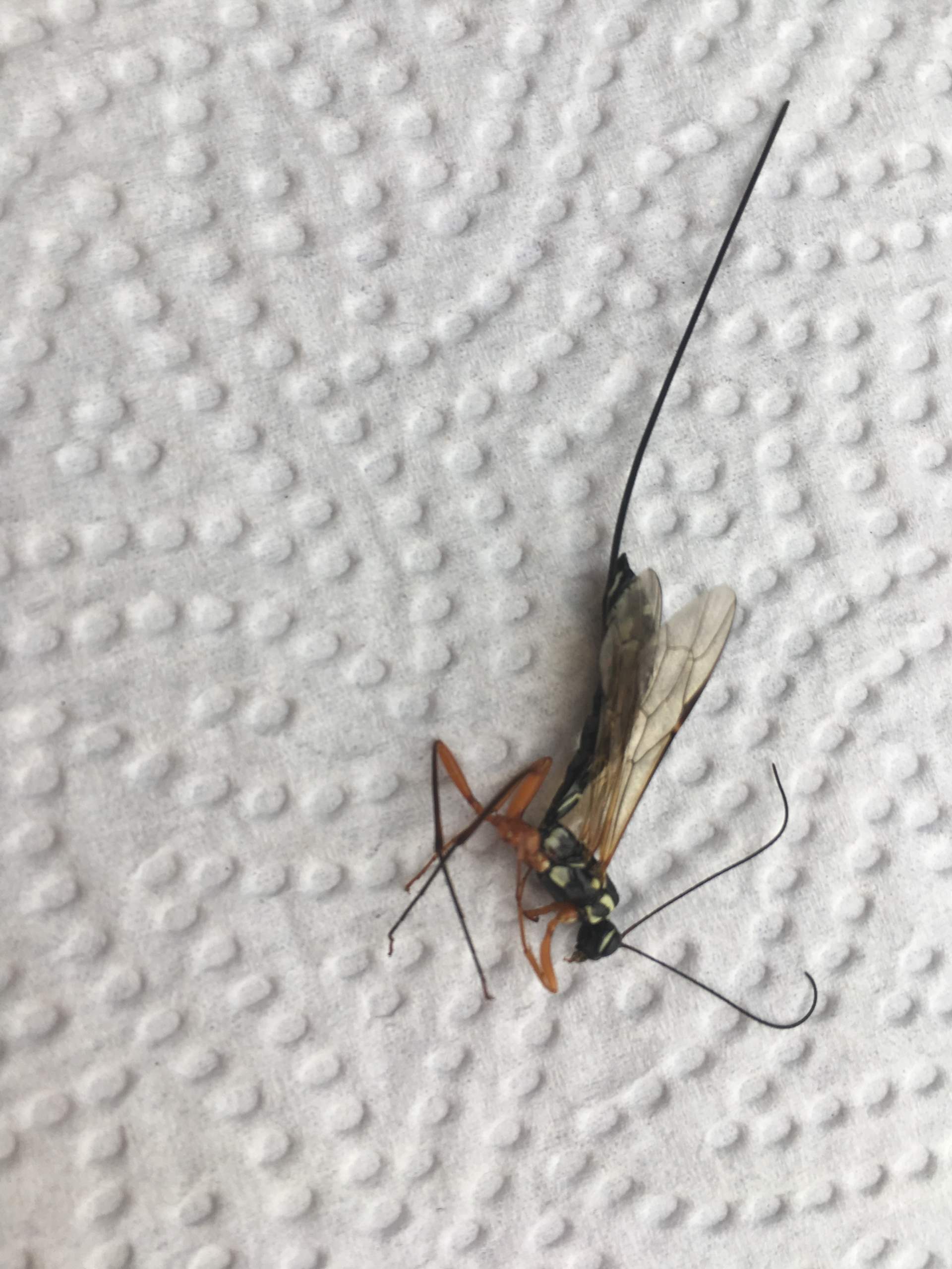 Wespen ähnliches Insekt mit riesenstachel ? (Gesundheit und Medizin, Tiere, Insekten)