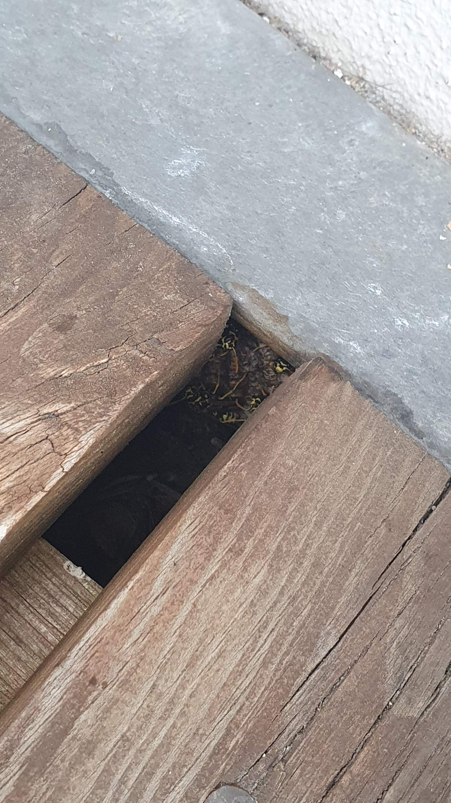 Wespennest Balkon? (Wespen)