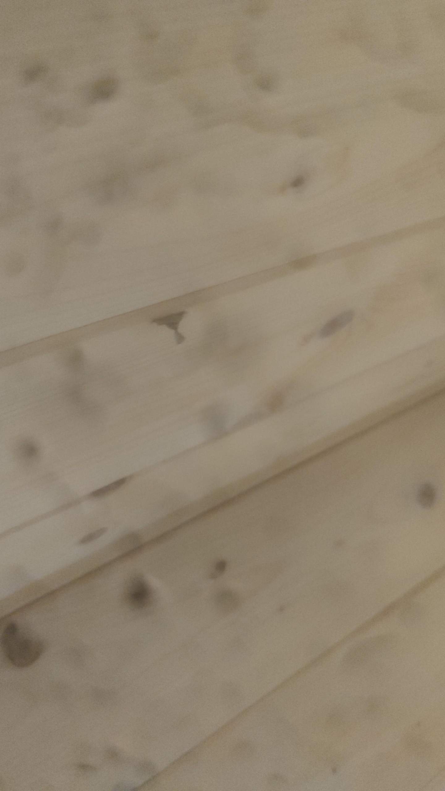 Wespennest im Zimmer. Nest zerstören oder lassen? (Wespen)