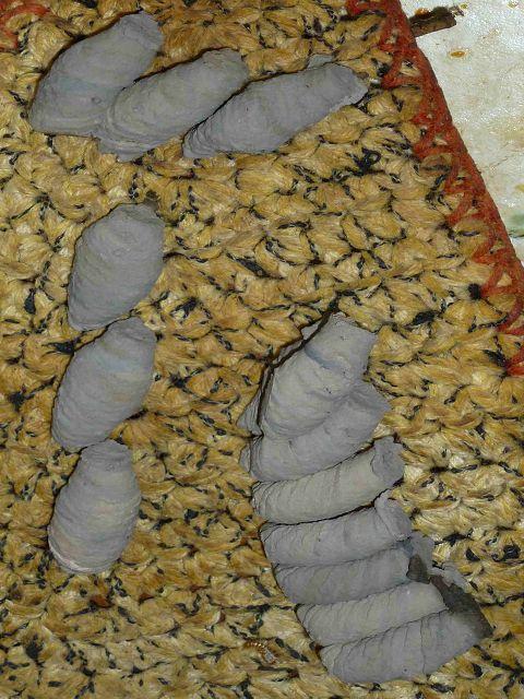 Wespennest in der Küche? (Insekten, Wespen, Insektennest)