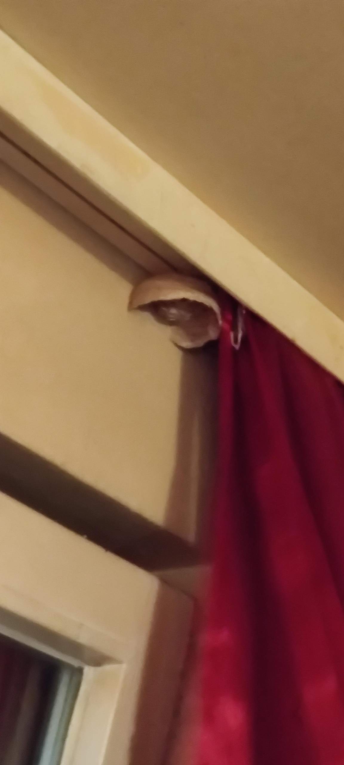 Wespennest in der Wohnung? (Wespen)