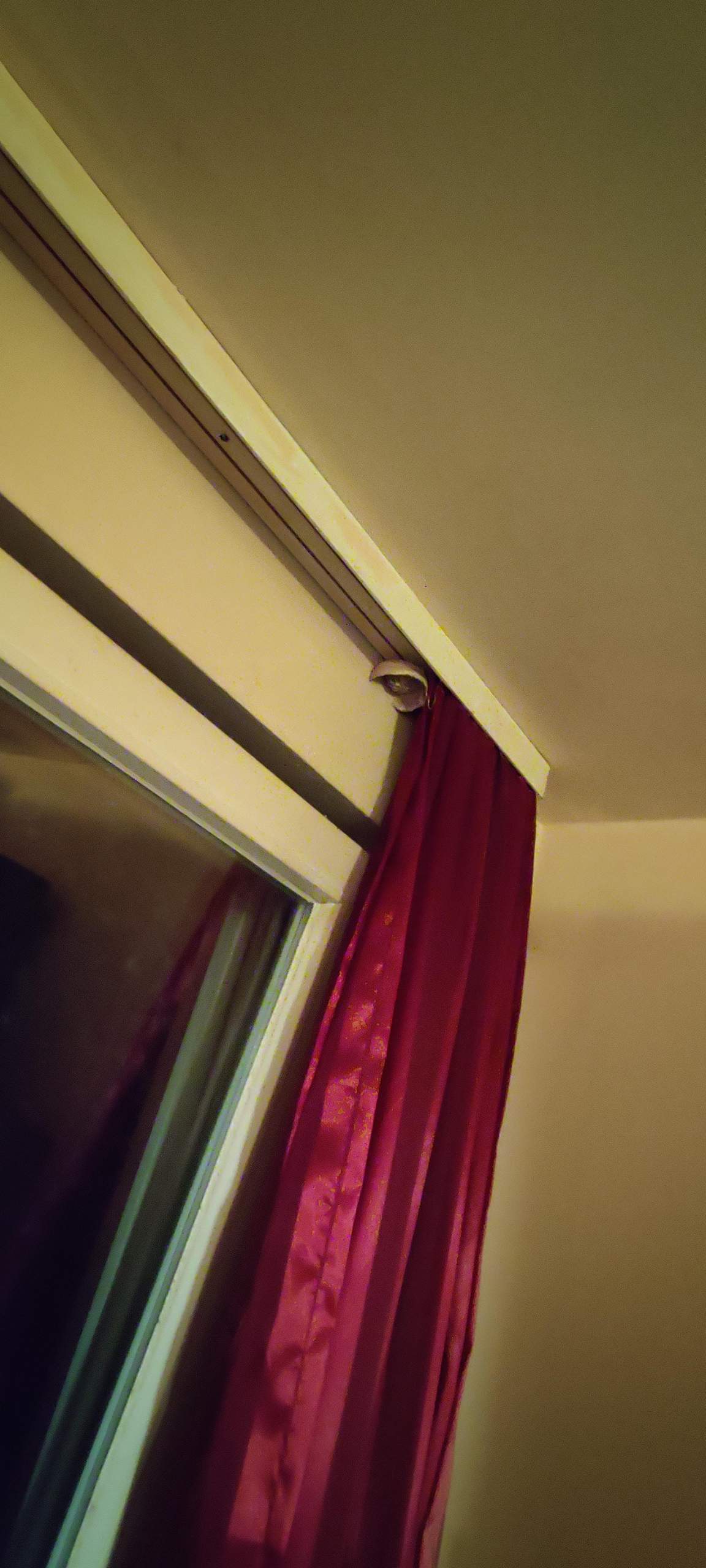 Wespennest in der Wohnung? (Wespen)