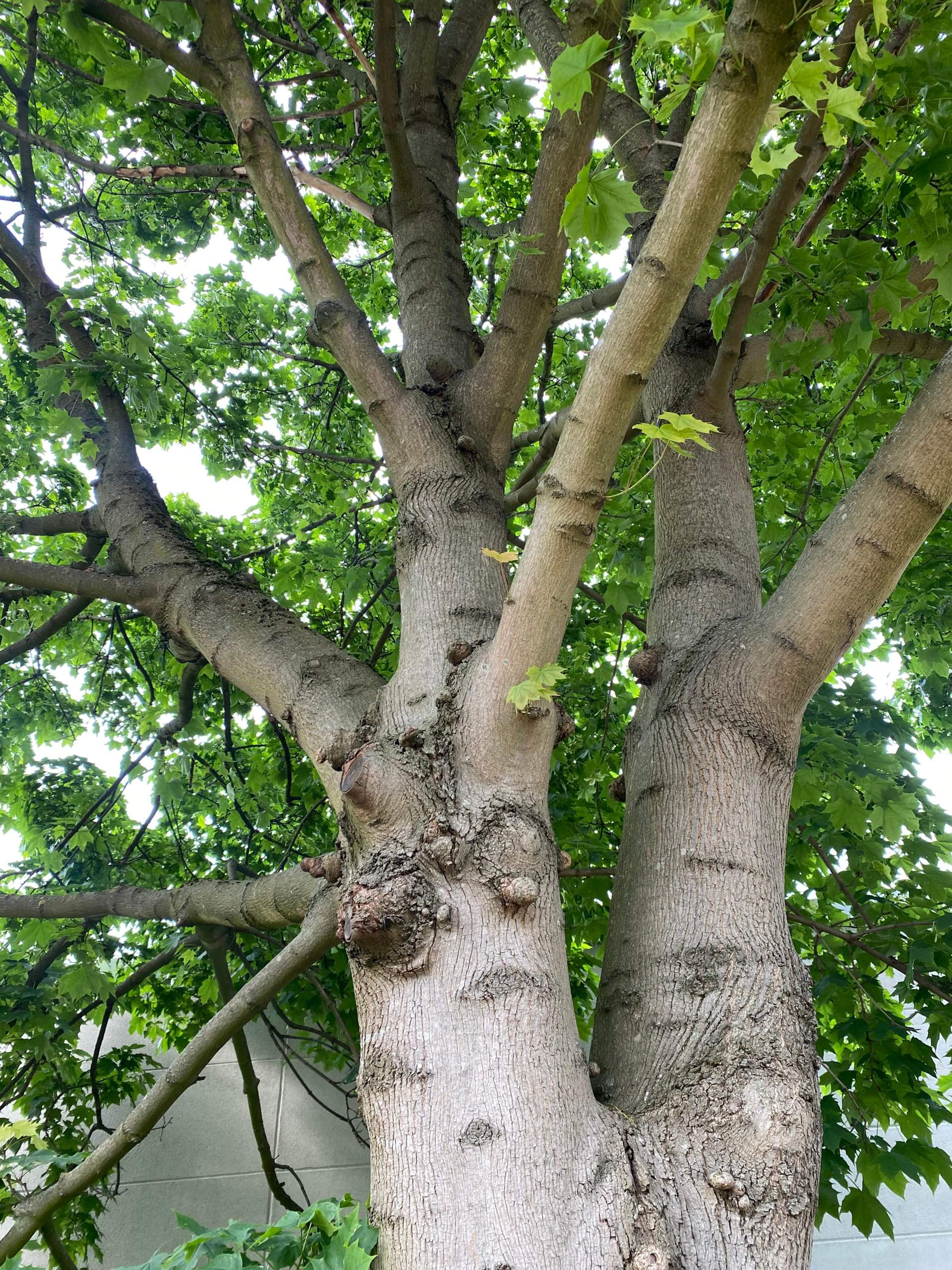 Wie alt ist der Baum? (Pflanzenbestimmung)