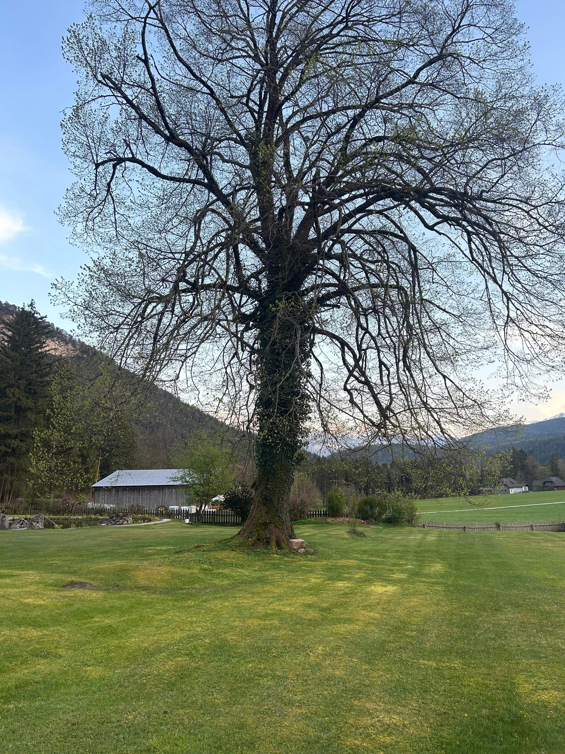 Wie Alt ist diese Linde? (Alter, Baum)