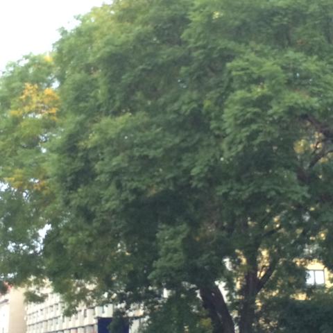 Jahresringe baum Jahresringe baum