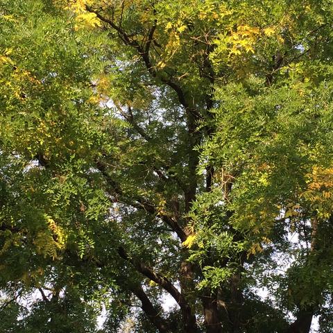 Japanischer Schnurbaum  - (Baum, Botanik)