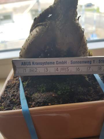 Wie alt ist mein Bonsai Baum?