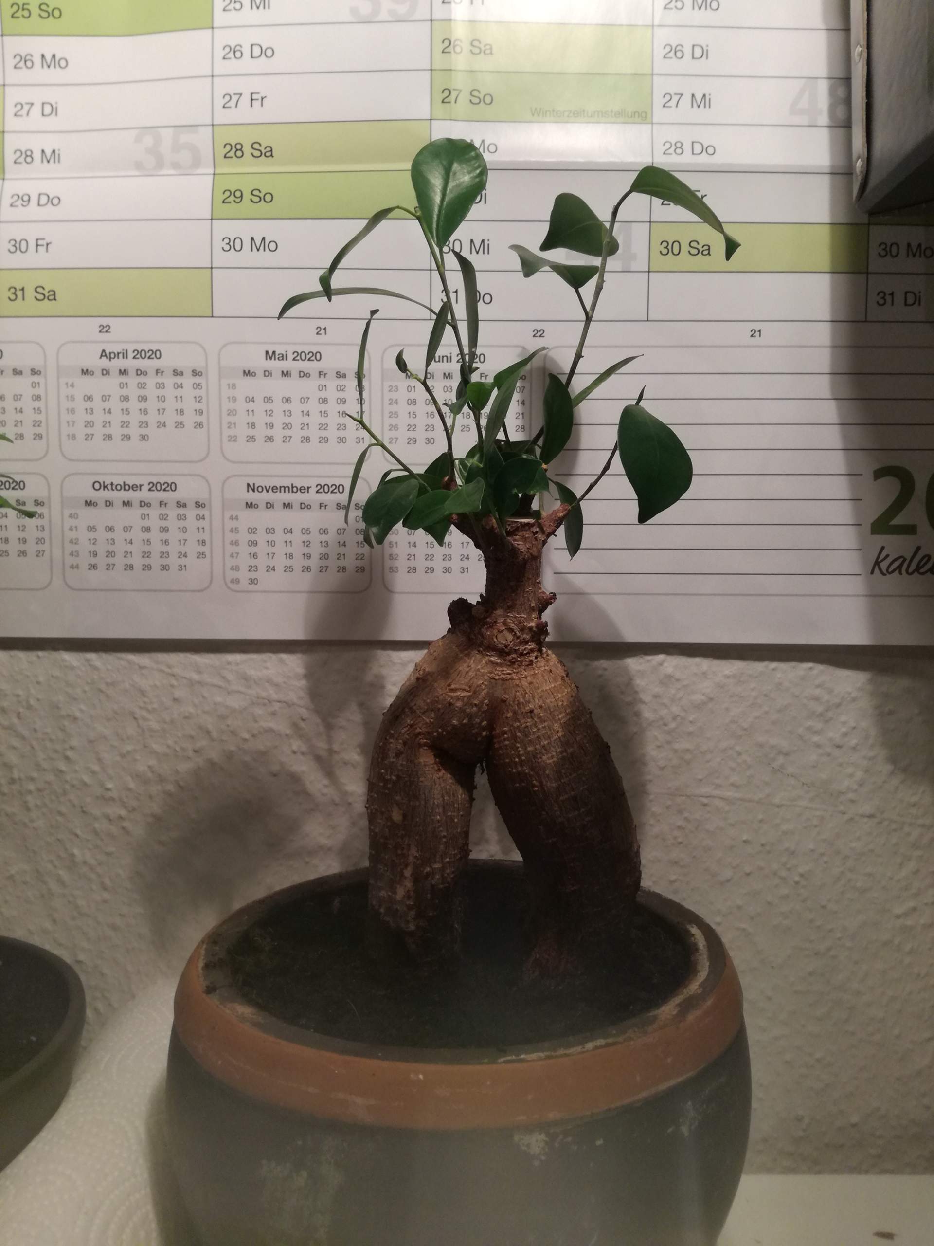 bonsai wann düngen Flüssigdünger Bonsai 250ml NPK: 7-5-6 – Secret Garden Plant Shop