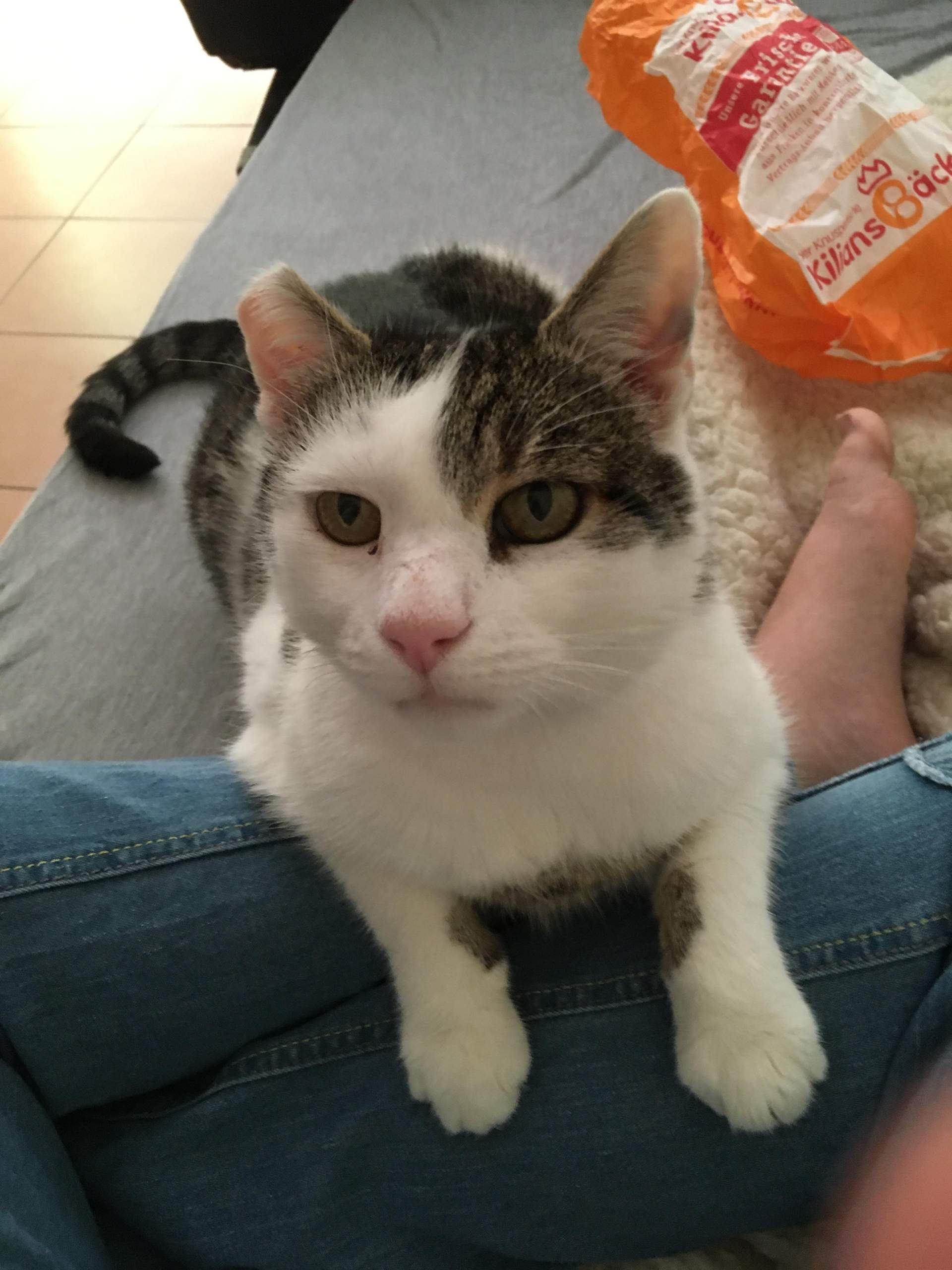 Wie alt ist mein Kater in menschenjahren? (Katze)