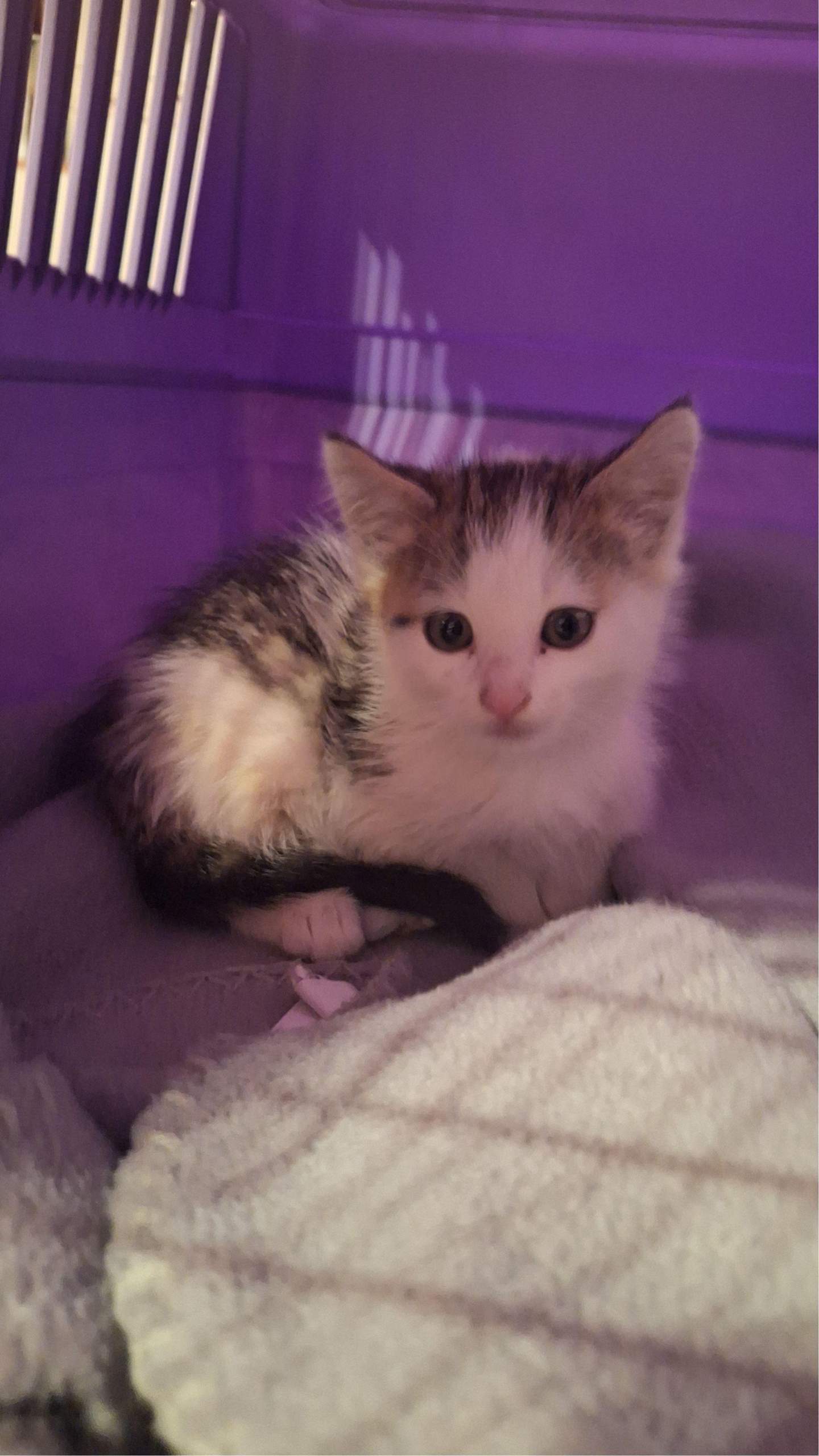 Wie Alt Ist Meine Katze Test Wie alt ist meine Katze? (Alter, Tierarzt, Katzenjunges)