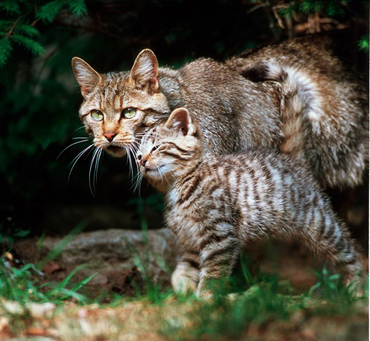 Wie alt kann eine Europäische Wildkatze werden? (Tiere, Katze, Europa)