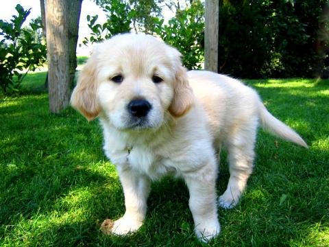 Wie alt werden Golden Retriever im durchschnitt? (Hund, Alter) - 0 Big Wie alt werden Golden Retriever im durchschnitt? (Hund, Alter) - 0 Big