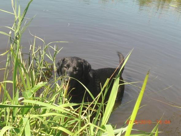 Wie Alt Werden Labrador Schaferhund Mix Ruden Gesundheit Tiere Hund
