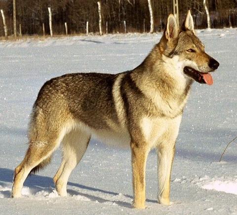 tschechoslowakischer wolfshund - (Hund, Wolf, tschechoslowakischer wolfshund)