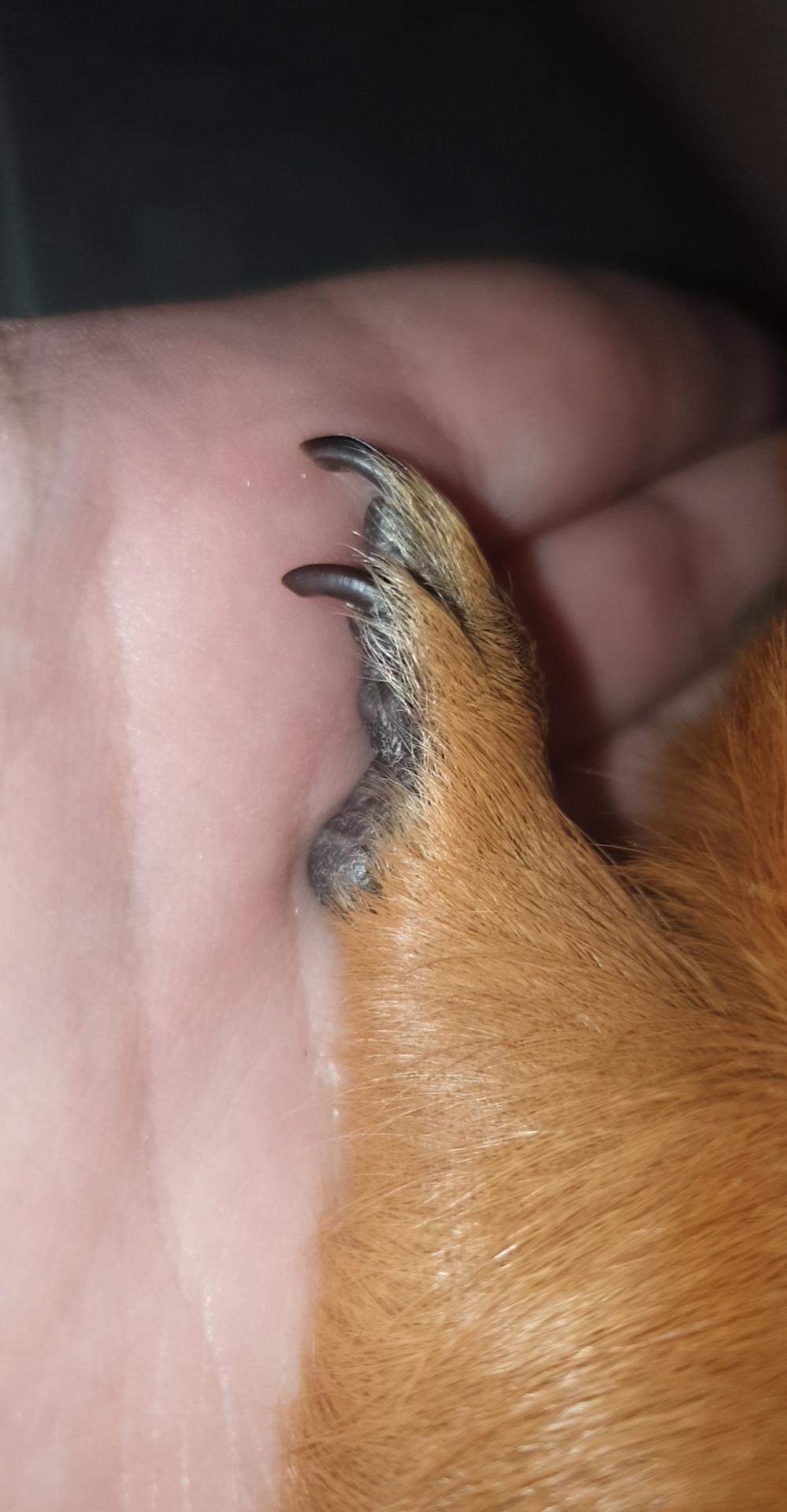 Wie Oft Muss Man Meerschweinchen Die Krallen Schneiden Wie am besten krallen bei Meerschweinchen schneiden? (Tiere, Haustiere