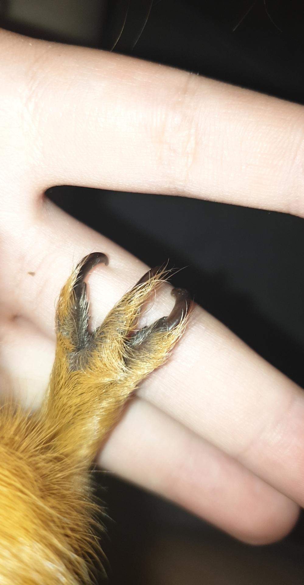 Wie Oft Muss Man Meerschweinchen Die Krallen Schneiden Wie am besten krallen bei Meerschweinchen schneiden? (Tiere, Haustiere