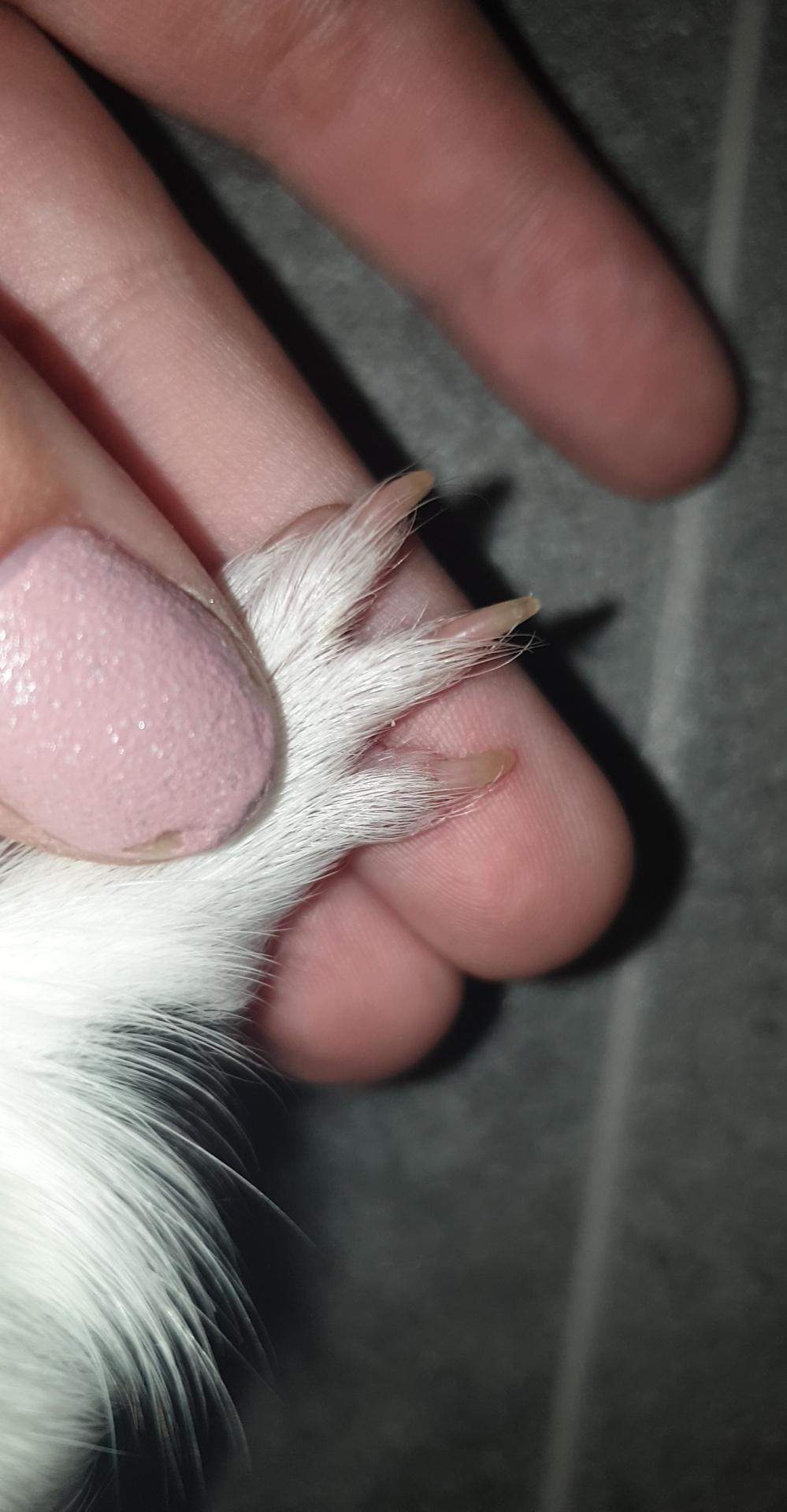 Wie Oft Muss Man Meerschweinchen Die Krallen Schneiden Wie am besten krallen bei Meerschweinchen schneiden? (Tiere, Haustiere