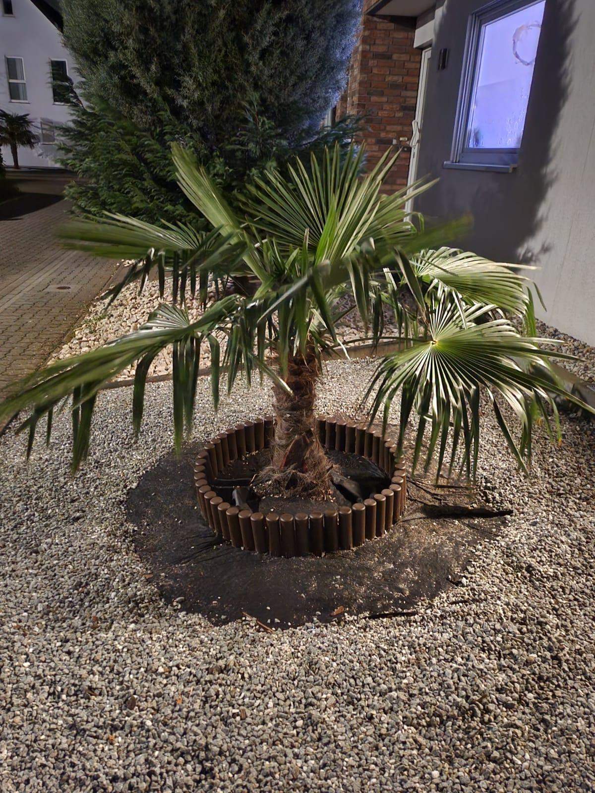 Wie am besten Palme ausgraben? (Botanik, Wurzel, umtopfen)