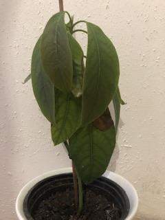 Wie Avocado-Pflanze aufpäppeln?