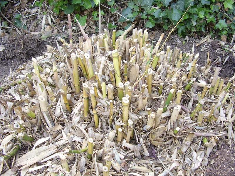 Wie Bambus entfernen? (Pflanzen, Pflanzenpflege)